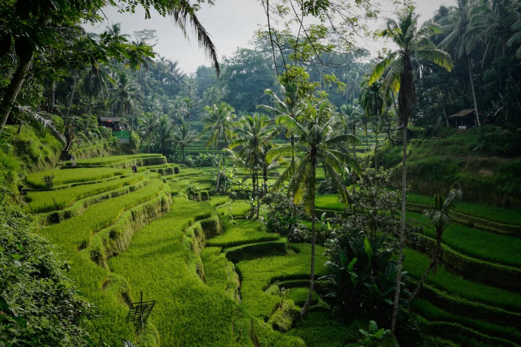 15 Most Beautiful Places in the World You Must Visit in 2026 7 Rice terraces and tropical scenery in Bali.