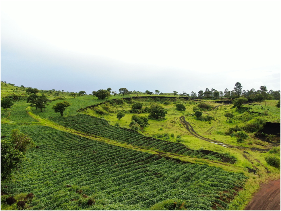 25 Interesting Facts About Guatemala (2026): History, Culture & Fun Facts 3 Guatemala Produces Some of the World's Finest Coffee